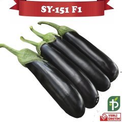 F1 SY-151 Silindirik Patlıcan Fidesi