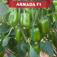 F1 Armada Dolma Biber Fidesi