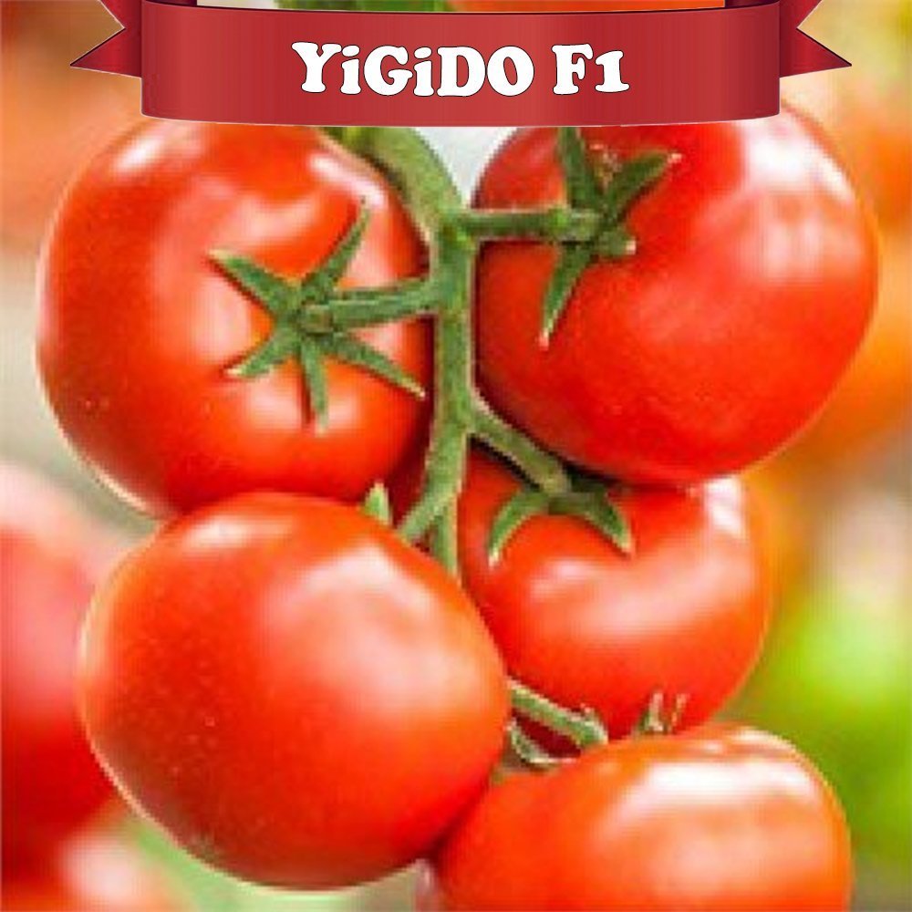 F1 Yigido Sırık Domates Fidesi