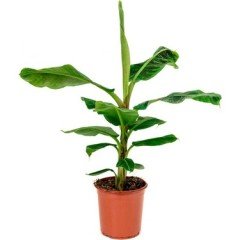 Saksıda Grand Nain Muz Fidesi-2 Litre