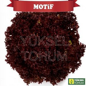 Motif Kırmızı Kıvırcık Marul Fidesi