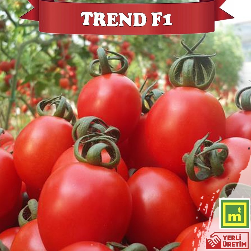 F1 Trend Sırık Kokteyl Domates Fidesi