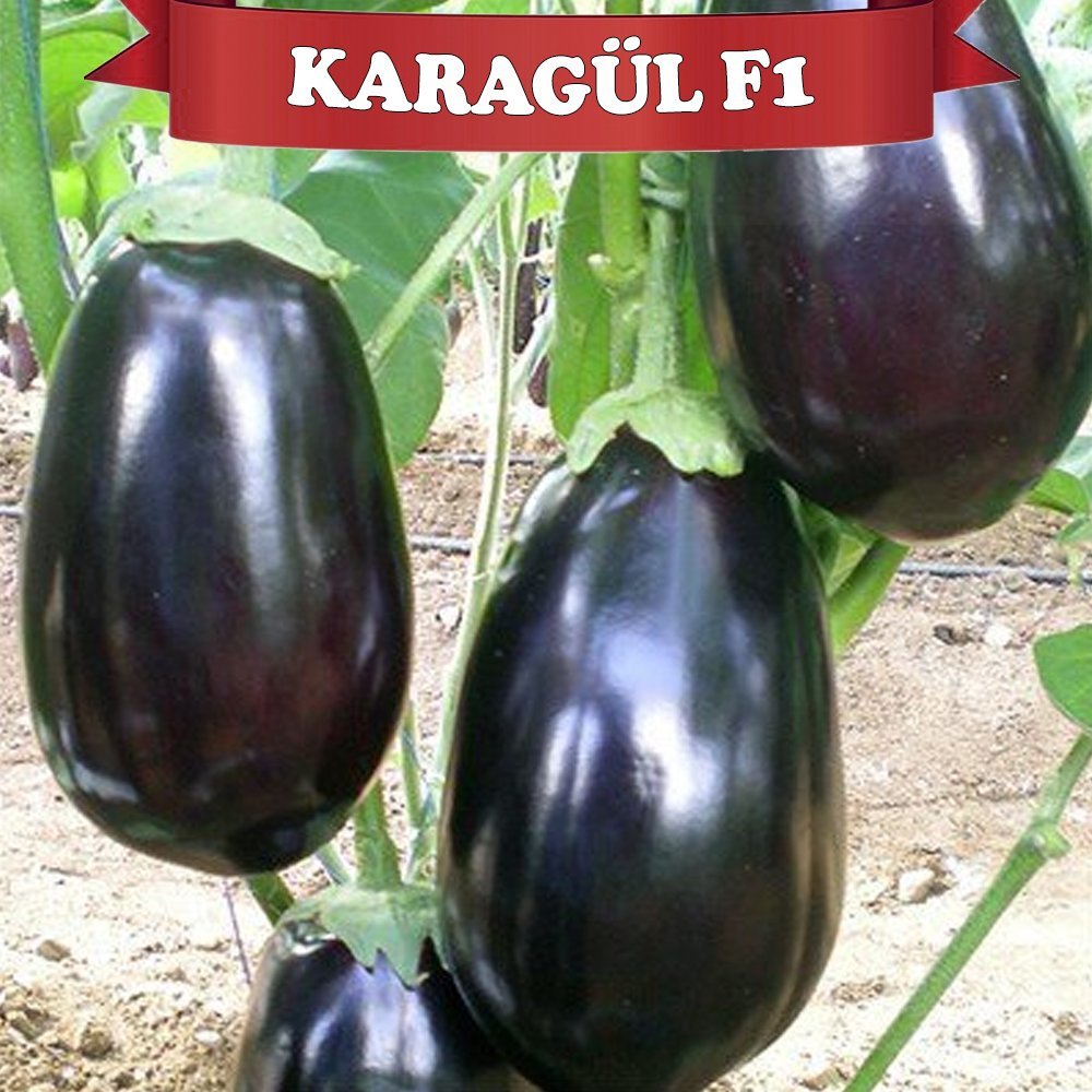 F1 Karagül Topan Patlıcan Fidesi