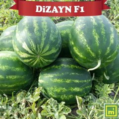 F1 Dizayn Karpuz Fidesi