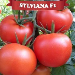 F1 Sylviana Sırık Domates Fidesi