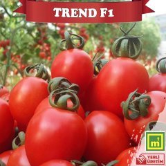 F1 Trend Sırık Kokteyl Domates Fidesi