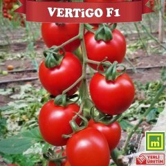 F1 Vertigo Salkım Domates Fidesi