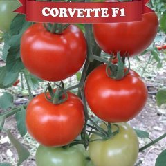 F1 Corvette Sırık Domates Fidesi