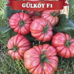 F1 Gülköy Pembe Köy Domates Fidesi