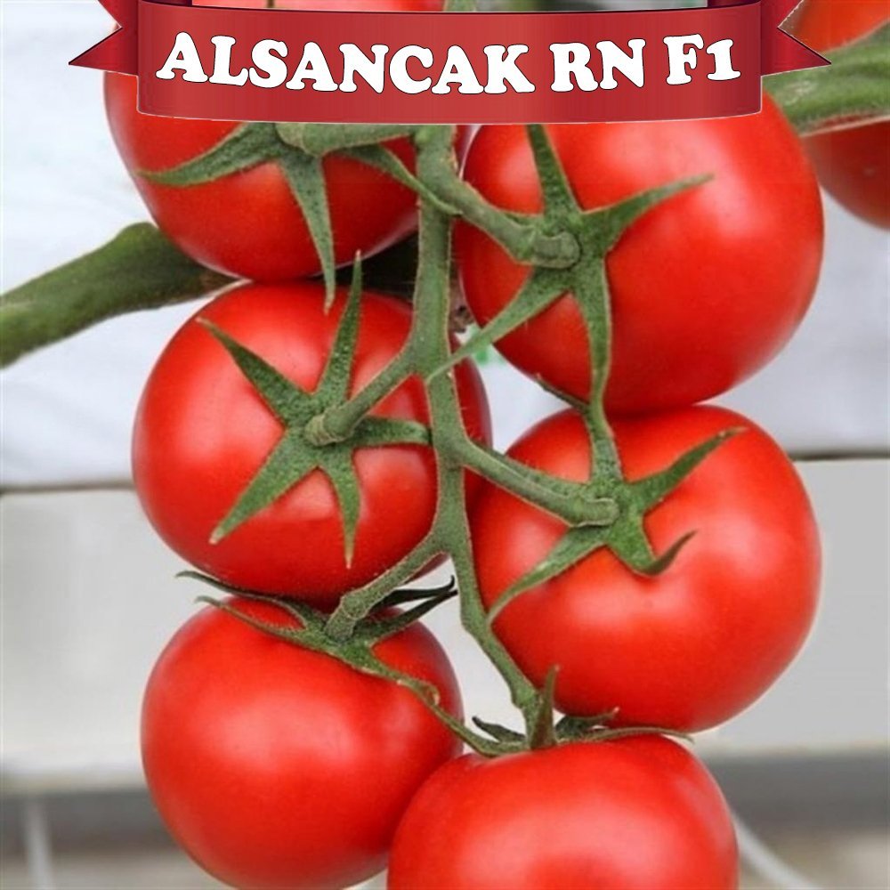 F1 Alsancak Rn Sırık Domates Fidesi