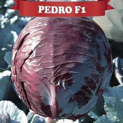 F1 Pedro Kırmızı Lahana Fidesi