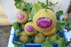 F1 Calinet Kavun Fidesi
