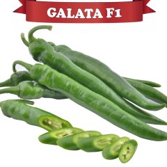 F1 Galata Acı Sivri Biber Fidesi