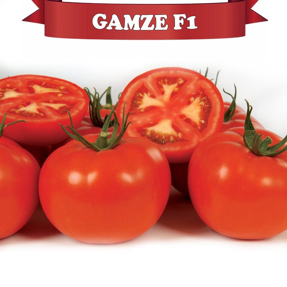 F1 Gamze Sırık Domates Fidesi