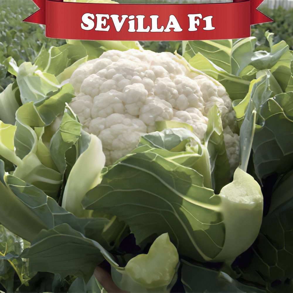 F1 Sevilla Karnabahar Fidesi