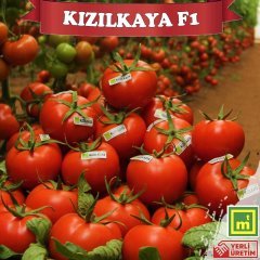 F1 Kızılkaya Tane Sırık Domates Fidesi