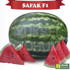 F1Şafak Karpuz Fidesi