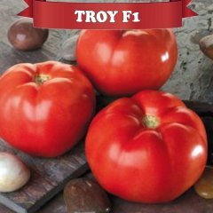 F1 Troy Oturak Domates Fidesi