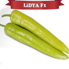 F1 Lidya Kışlık Carliston Biber Fidesi