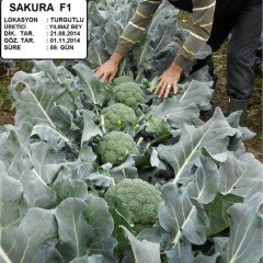 F1 Sakura Brokoli Fidesi