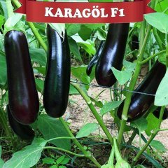 F1 Karagöl Patlıcan Fidesi