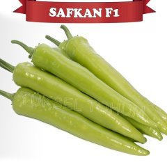 F1 Safkan Kışlık Carliston Biber Fidesi