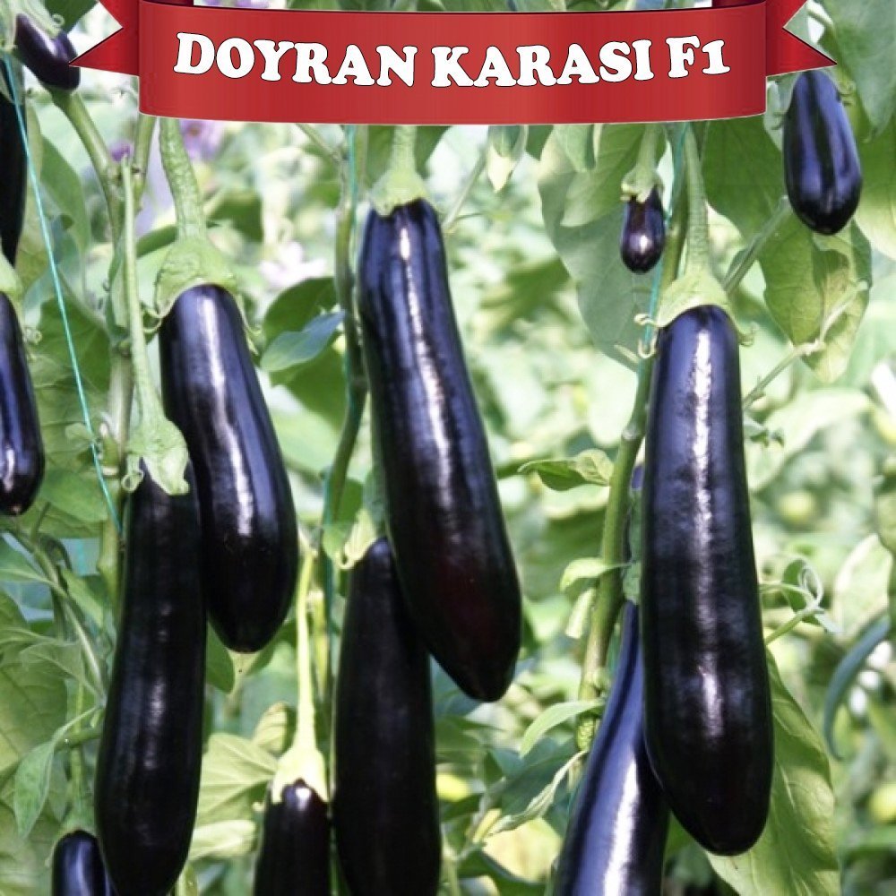 F1 Doyran Karası Patlıcan Fidesi
