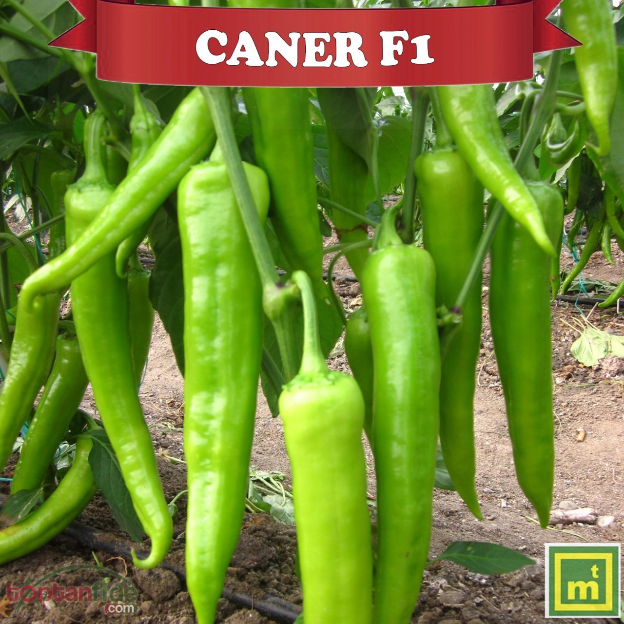 F1 Caner Uyumlu Carliston Biber Fidesi
