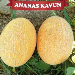 F1 Ananas Kavun Fidesi