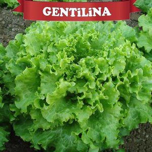 Gentilina Kıvırcık Marul Fidesi