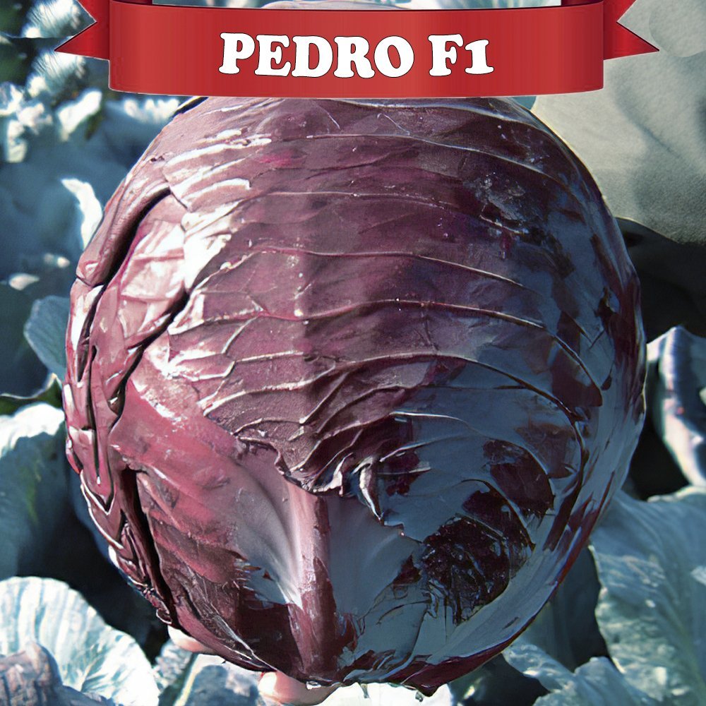 F1 Pedro Kırmızı Lahana Fidesi