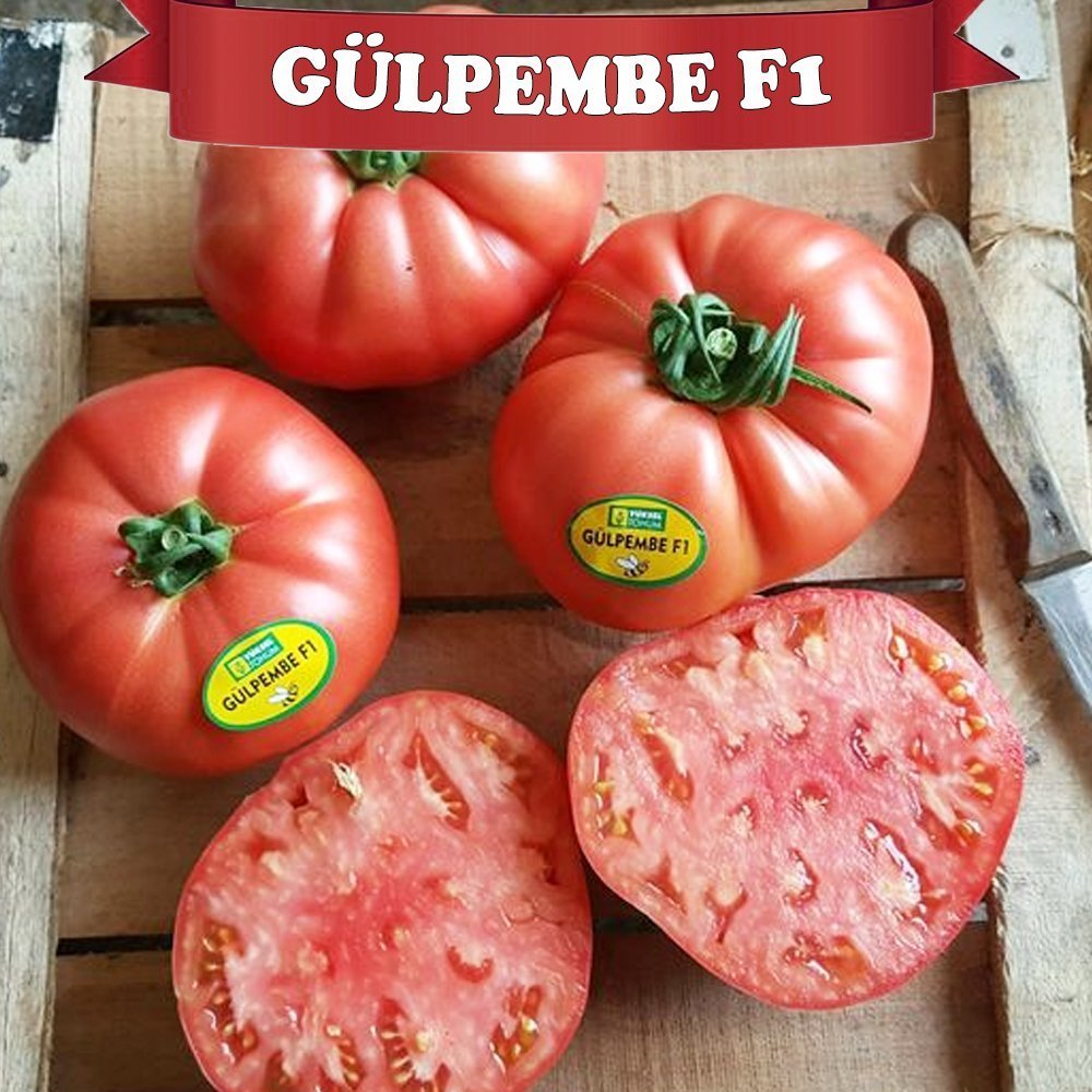 F1 Gülpembe Pembe Köy Domates Fidesi