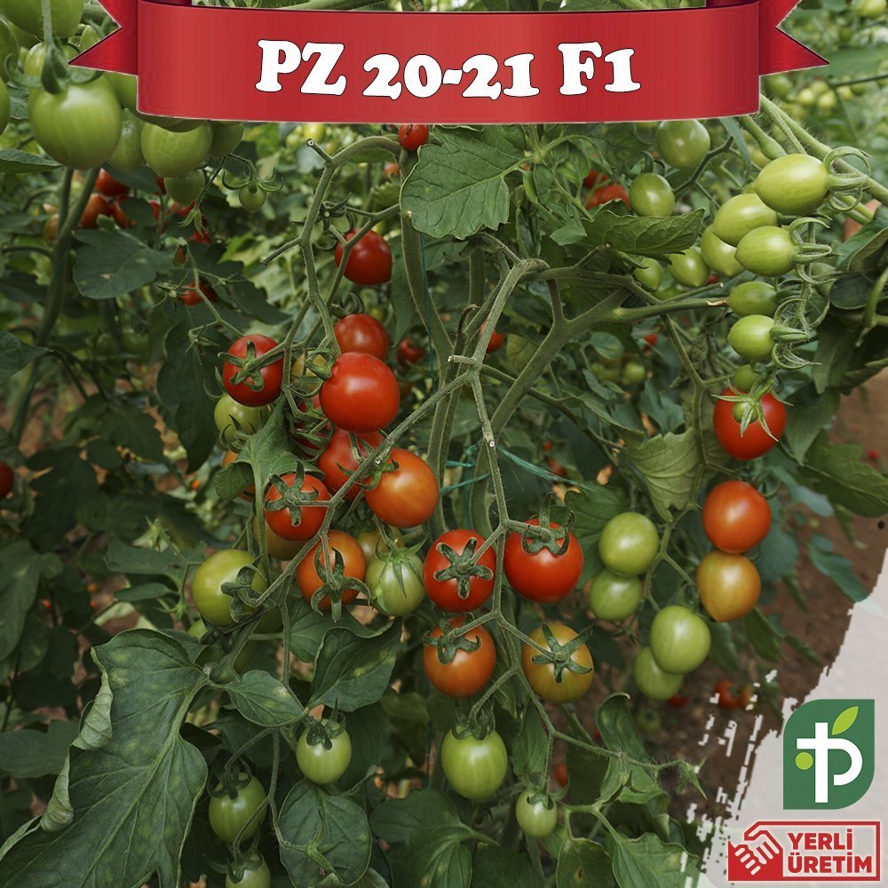 F1 PZ-2021 Sırık Kokteyl Domates Fidesi