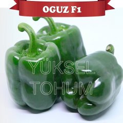 F1 Oğuz Antep Acı Dolma Biber Fidesi